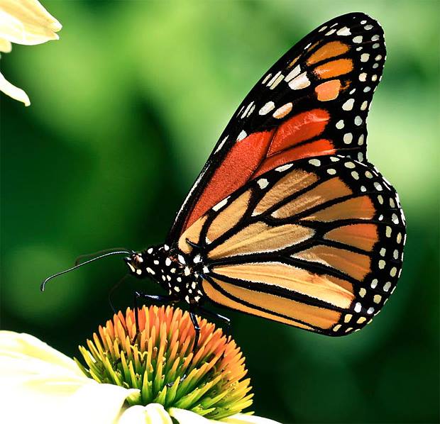 Protecting Your Peace in a Noisy World