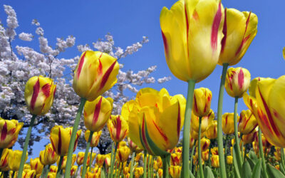 The Renewal of Spring